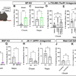 顔と身体で異なるかゆみ知覚メカニズムの解明（Why face itch differs from body）