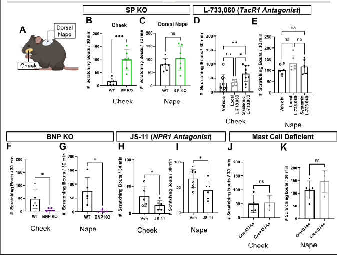 顔と身体で異なるかゆみ知覚メカニズムの解明（Why face itch differs from body）