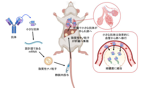 mRNAが体内で『小さな抗体』を作り、細菌の毒素から身体を守る―多剤耐性菌の脅威に挑む、メッセンジャーRNAを用いた次世代抗体治療―