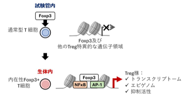 Foxp3によるT細胞の制御性T細胞へのリプログラミング機構を解明