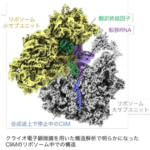 膜タンパク質生合成経路の活性を維持する新しいしくみを発見！―細胞機能の維持機構の理解深化とバイオものづくりへの応用に期待―