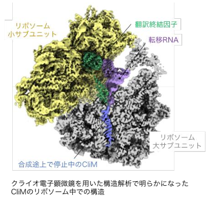 膜タンパク質生合成経路の活性を維持する新しいしくみを発見！―細胞機能の維持機構の理解深化とバイオものづくりへの応用に期待―