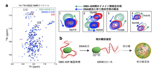 相分離を介した転写因子ハブ形成を制御する 「分子スイッチ」の機構を解明 ～構造揺らぎが転写因子の分子集合を制御する～
