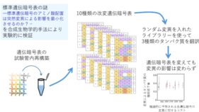 人工遺伝暗号表の試験管内再構成により標準遺伝暗号表の謎に迫る ──誤り最小化仮説を実験的に検証──