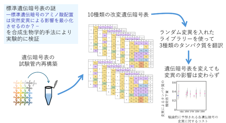 人工遺伝暗号表の試験管内再構成により標準遺伝暗号表の謎に迫る ──誤り最小化仮説を実験的に検証──