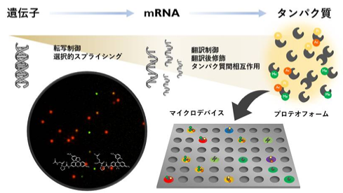 「１分子計測リキッドバイオプシー」による膵臓がんの早期発見の実現に向けて――膵臓がんに特異な血液中のタンパク質機能変化の自動計測を可能に――