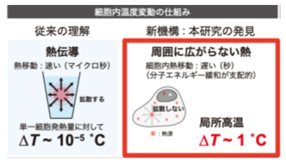 細胞内熱移動の新原理「非拡散的熱散逸」を発見 ~生命を支える高いエネルギー効率の根本原理に迫る~ 細胞内熱移動の新原理「非拡散的熱散逸」を発見 ~生命を支える高いエネルギー効率の根本原理に迫る~