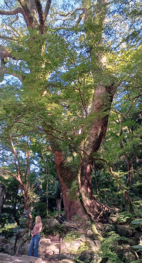 旅への誘い ― 秋、太宰府天満宮へ