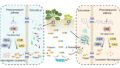 植物と微生物の代謝リモデリングによる鉄吸収促進機構を解明（Novel Mechanism of Plant-Microbe Synergistic Remodeling of Metabolites Revealed to Enhance Iron Uptake）