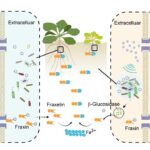 植物と微生物の代謝リモデリングによる鉄吸収促進機構を解明（Novel Mechanism of Plant-Microbe Synergistic Remodeling of Metabolites Revealed to Enhance Iron Uptake）