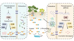 植物と微生物の代謝リモデリングによる鉄吸収促進機構を解明（Novel Mechanism of Plant-Microbe Synergistic Remodeling of Metabolites Revealed to Enhance Iron Uptake）