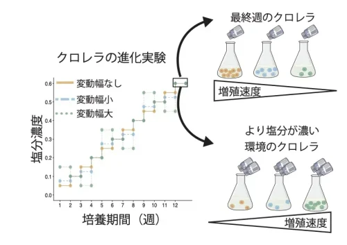 環境変動は救いか脅威か？ 進化の二面性
