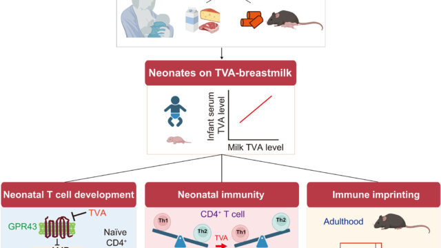 母乳中の栄養素がマウスの免疫系発達を促進することを解明（Nutrient in breast milk helps boosts immune system development in mice）