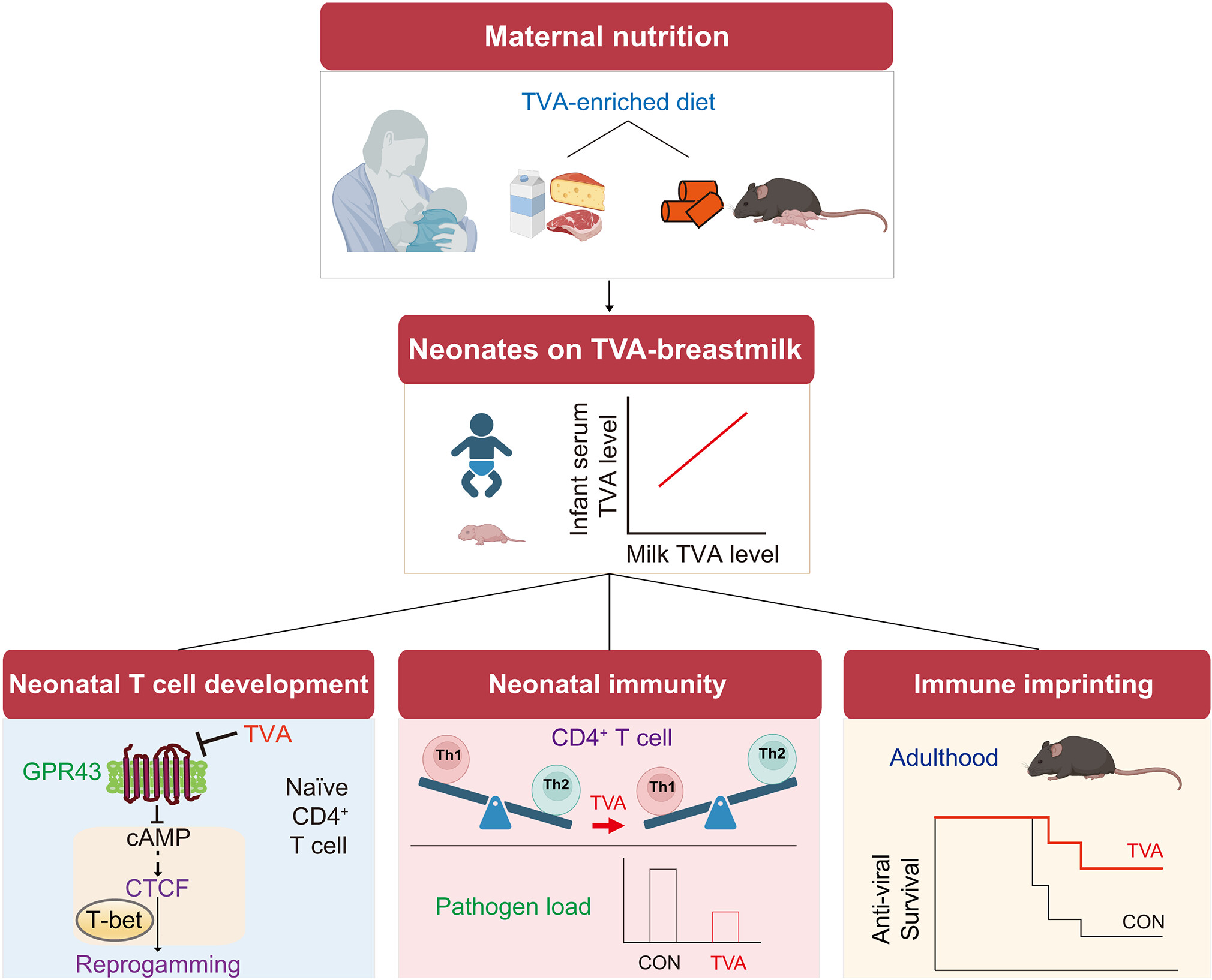 母乳中の栄養素がマウスの免疫系発達を促進することを解明（Nutrient in breast milk helps boosts immune system development in mice）