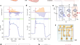 導電性プラスチックで心筋細胞のイオン伝達を人工的に再現 （Scientists mimic heart muscle cells with conductive plastic）
