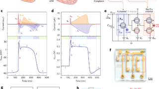 導電性プラスチックで心筋細胞のイオン伝達を人工的に再現 （Scientists mimic heart muscle cells with conductive plastic）