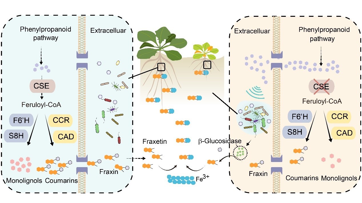 植物と微生物の代謝リモデリングによる鉄吸収促進機構を解明（Novel Mechanism of Plant-Microbe Synergistic Remodeling of Metabolites Revealed to Enhance Iron Uptake）