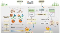 土壌微生物が窒素増加に適応する異なる戦略を解明（Study Explores How Microbes in Different-sized Soil Aggregates Adjust Carbon and Nitrogen Use Under Nitrogen Enrichment）