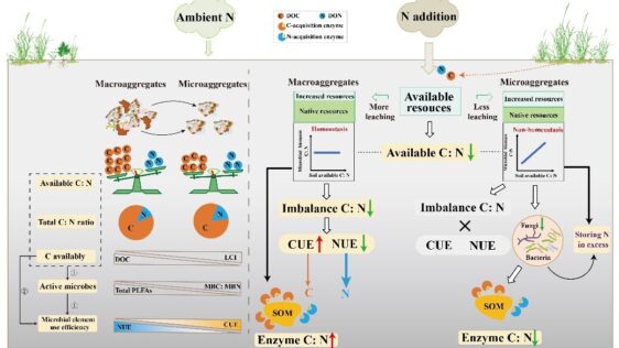 土壌微生物が窒素増加に適応する異なる戦略を解明（Study Explores How Microbes in Different-sized Soil Aggregates Adjust Carbon and Nitrogen Use Under Nitrogen Enrichment）