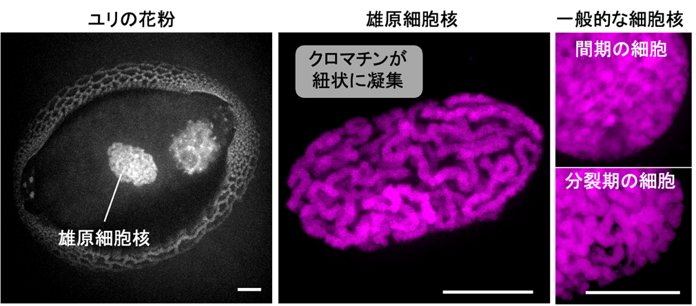花粉はなぜ速やかに活動を再開できるのか ～“待機”状態にある細胞核の特徴とその再始動の仕組みを解明～