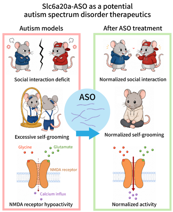 自閉症関連の脳機能障害を回復させる可能性のある新規治療法（New Therapy May Reverse Autism-Related Brain Deficits）