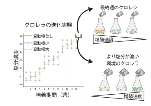 環境変動は救いか脅威か？ 進化の二面性