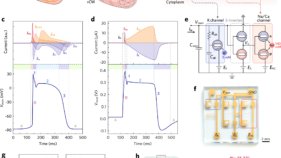 導電性プラスチックで心筋細胞のイオン伝達を人工的に再現 （Scientists mimic heart muscle cells with conductive plastic）