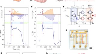 導電性プラスチックで心筋細胞のイオン伝達を人工的に再現 （Scientists mimic heart muscle cells with conductive plastic）