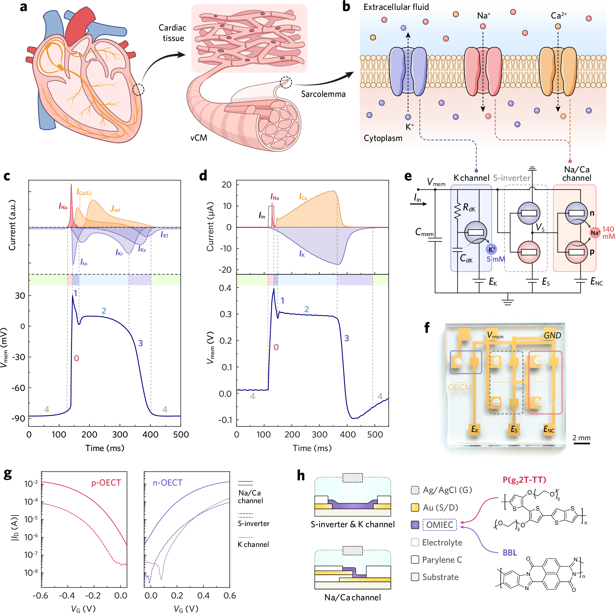 導電性プラスチックで心筋細胞のイオン伝達を人工的に再現 （Scientists mimic heart muscle cells with conductive plastic）