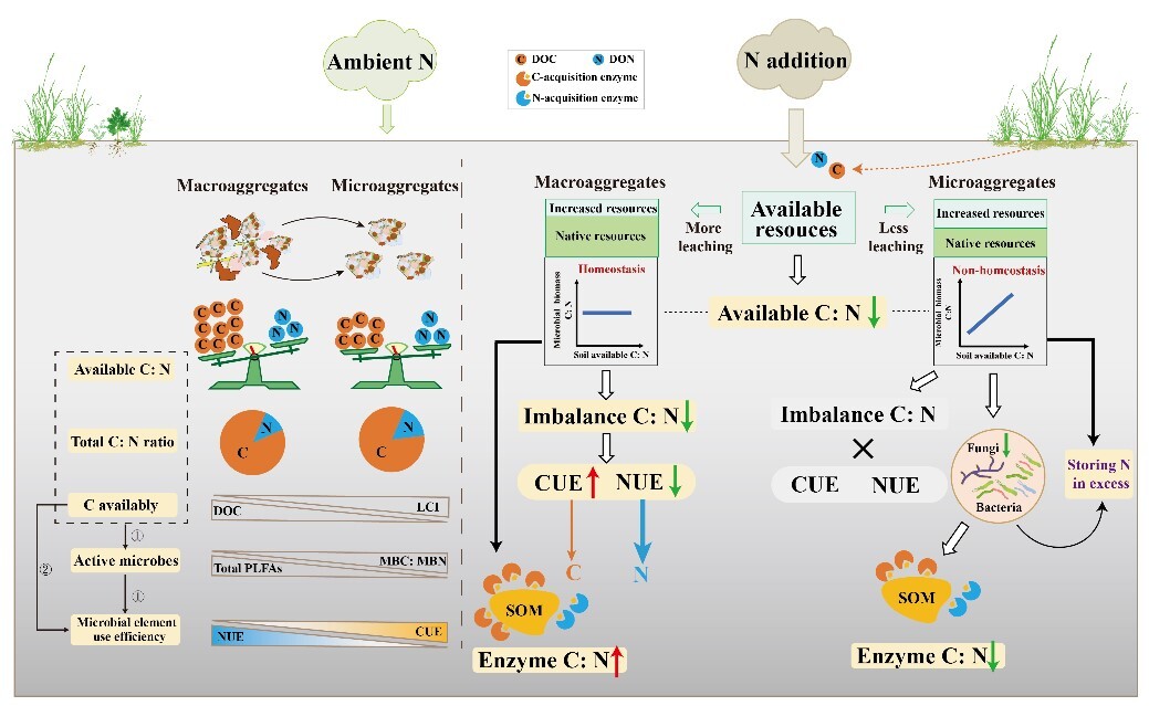 土壌微生物が窒素増加に適応する異なる戦略を解明（Study Explores How Microbes in Different-sized Soil Aggregates Adjust Carbon and Nitrogen Use Under Nitrogen Enrichment）