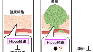 がんを抑制するはずのシステムががんの発生を誘導する！ ―細胞間コミュニケーションの新たな仕組みを解明し、がん治療戦略の提案に貢献―