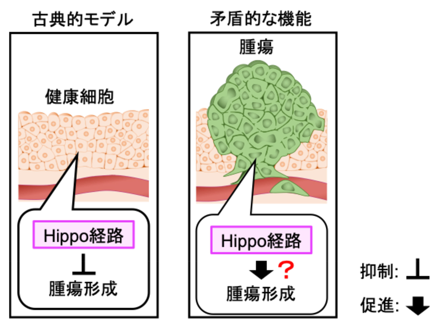 がんを抑制するはずのシステムががんの発生を誘導する! ―細胞間コミュニケーションの新たな仕組みを解明し、がん治療戦略の提案に貢献― がんを抑制するはずのシステムががんの発生を誘導する! ―細胞間コミュニケーションの新たな仕組みを解明し、がん治療戦略の提案に貢献―