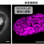 花粉はなぜ速やかに活動を再開できるのか ～“待機”状態にある細胞核の特徴とその再始動の仕組みを解明～