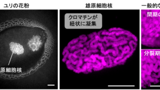 花粉はなぜ速やかに活動を再開できるのか ～“待機”状態にある細胞核の特徴とその再始動の仕組みを解明～
