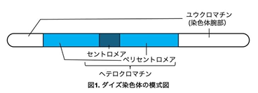 ダイズ種子発生のエピジェネティクス－ダイズの種子発生を支えるクロマチン制御機構の一端が明らかに－