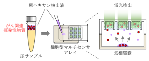 昆虫の嗅覚を利用し、尿の“におい成分”を細胞で読み取る ～がん関連揮発性物質候補を検出するバイオハイブリッド型匂いセンサーを開発～