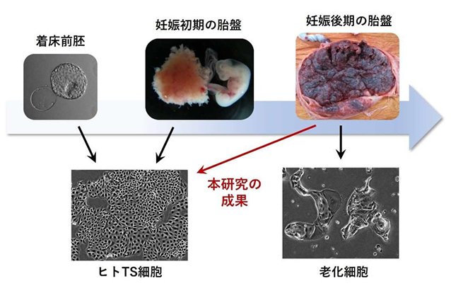 妊娠後期の胎盤からヒト胎盤幹細胞を作製する新技術を開発~妊娠高血圧腎症の原因解明と治療法開発への応用に期待~ 妊娠後期の胎盤からヒト胎盤幹細胞を作製する新技術を開発~妊娠高血圧腎症の原因解明と治療法開発への応用に期待~