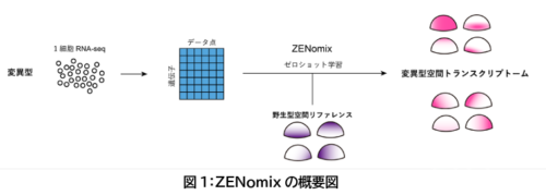 設計図なしでバラバラな細胞たちをパズルのように組み立てる〜教師データなしに変異体の遺伝子発現マップを予測する機械学習法〜