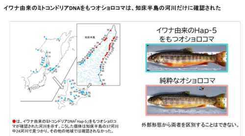 知床半島のオショロコマに残る「過去の交雑」の痕跡を解明 ―小規模集団で同属異種由来のミトコンドリアDNAが残っている仕組みを解析―