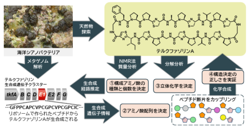 沖縄・粟国島で巨大な環状ペプチド「テルクファゾリンA」を発見 －化学的手法とゲノム情報を組み合わせて、難解な天然物の構造を解明－