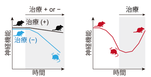 神経細胞の品質低下に起因する脳機能障害からの回復 ～オートファジーの再活性化による神経細胞の回復力を実証～