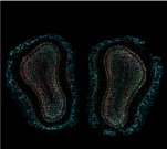 「プルースト効果」の脳内メカニズムを解明（“Proust’s madeleine” finally explained by neuroscience）