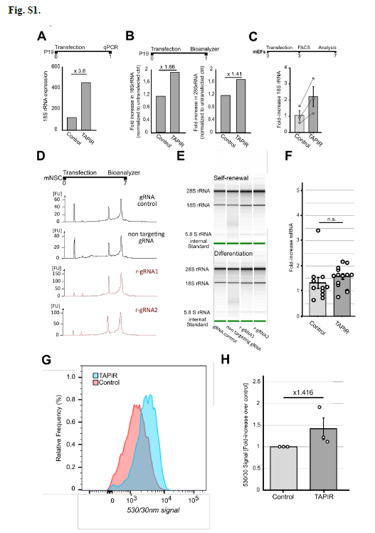 細胞内タンパク質産生を制御する新CRISPR法を開発(New CRISPR method makes it possible to control protein production in cells) 細胞内タンパク質産生を制御する新CRISPR法を開発(New CRISPR method makes it possible to control protein production in cells)