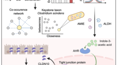 百寿者の腸内細菌と代謝産物が新たな抗老化戦略を示唆（Centenarian Gut Microbe and its Metabolite Offer New Anti-Aging Strategy）
