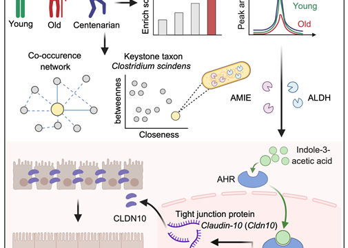百寿者の腸内細菌と代謝産物が新たな抗老化戦略を示唆（Centenarian Gut Microbe and its Metabolite Offer New Anti-Aging Strategy）