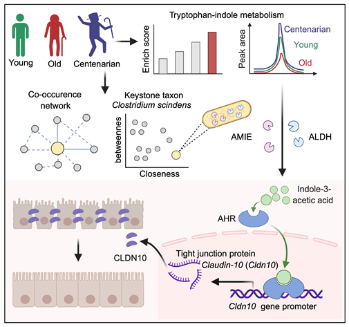 百寿者の腸内細菌と代謝産物が新たな抗老化戦略を示唆(Centenarian Gut Microbe and its Metabolite Offer New Anti-Aging Strategy) 百寿者の腸内細菌と代謝産物が新たな抗老化戦略を示唆(Centenarian Gut Microbe and its Metabolite Offer New Anti-Aging Strategy)