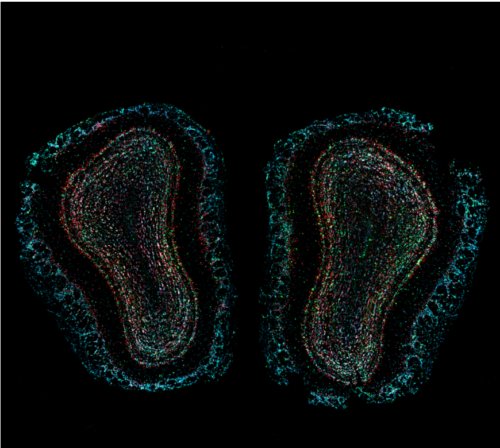 「プルースト効果」の脳内メカニズムを解明（“Proust’s madeleine” finally explained by neuroscience）