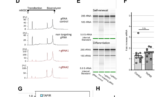 細胞内タンパク質産生を制御する新CRISPR法を開発（New CRISPR method makes it possible to control protein production in cells）