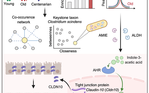 百寿者の腸内細菌と代謝産物が新たな抗老化戦略を示唆（Centenarian Gut Microbe and its Metabolite Offer New Anti-Aging Strategy）