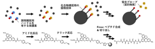 ケミカルプローブの全自動合成を基盤とする酵素の機能解析の新手法 ～疾患と関わるたんぱく質機能異常の網羅的な探索を実現～